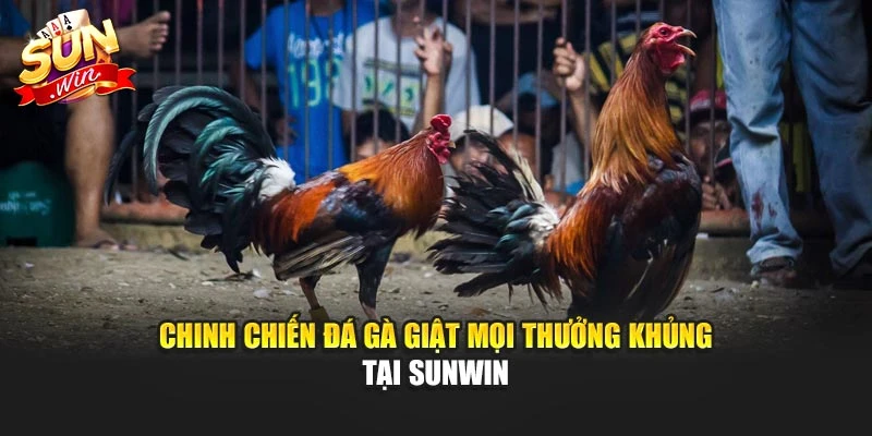 Chinh chiến đá gà giật mọi thưởng khủng tại Sunwin